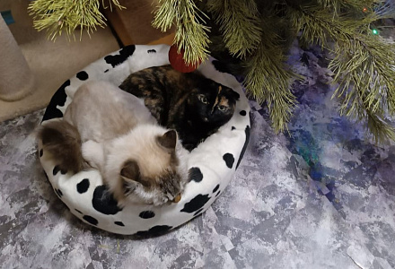 Кот-дебошир оказался ласковой домашней кошечкой